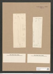 Pleurosigma var. borealis Grun. (de-Toni-Nr.: Genus 13, Species 1076) Zeichnungen Sammlung Grunow Nr. 1957 (NHMW-BOT-W0369099)